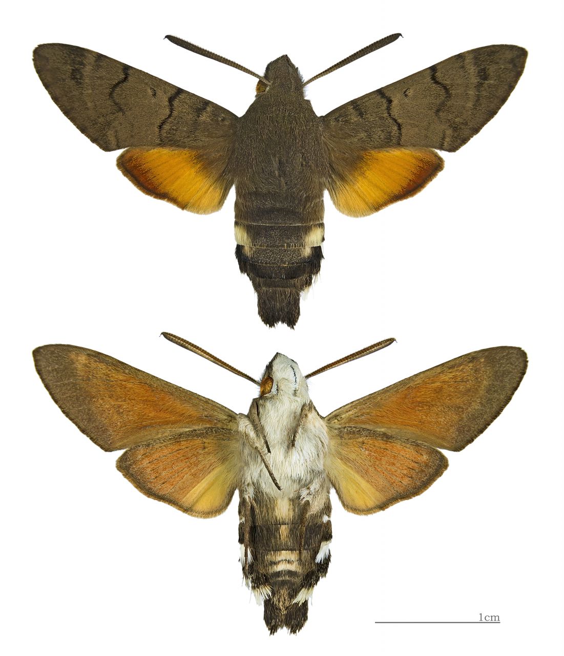 What Is A Hummingbird Hawk Moth At Carlos Snyder Blog