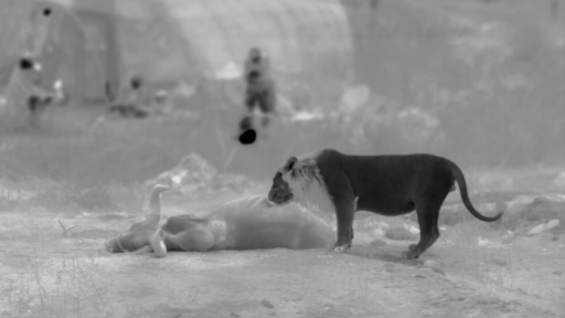 India's Wandering Lions -- Lion Caught on Infrared Camera 