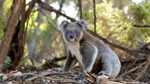 Koalas: All About the Marsupial Symbol of Australia - Expedition Wildlife