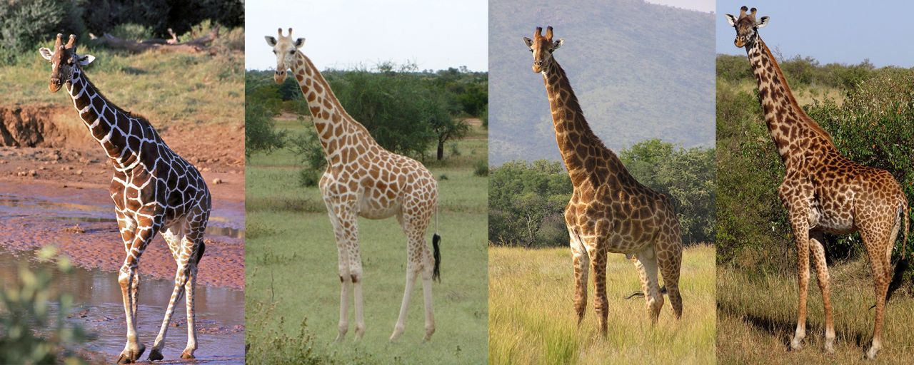 What Are Giraffes Classification OJVZ
