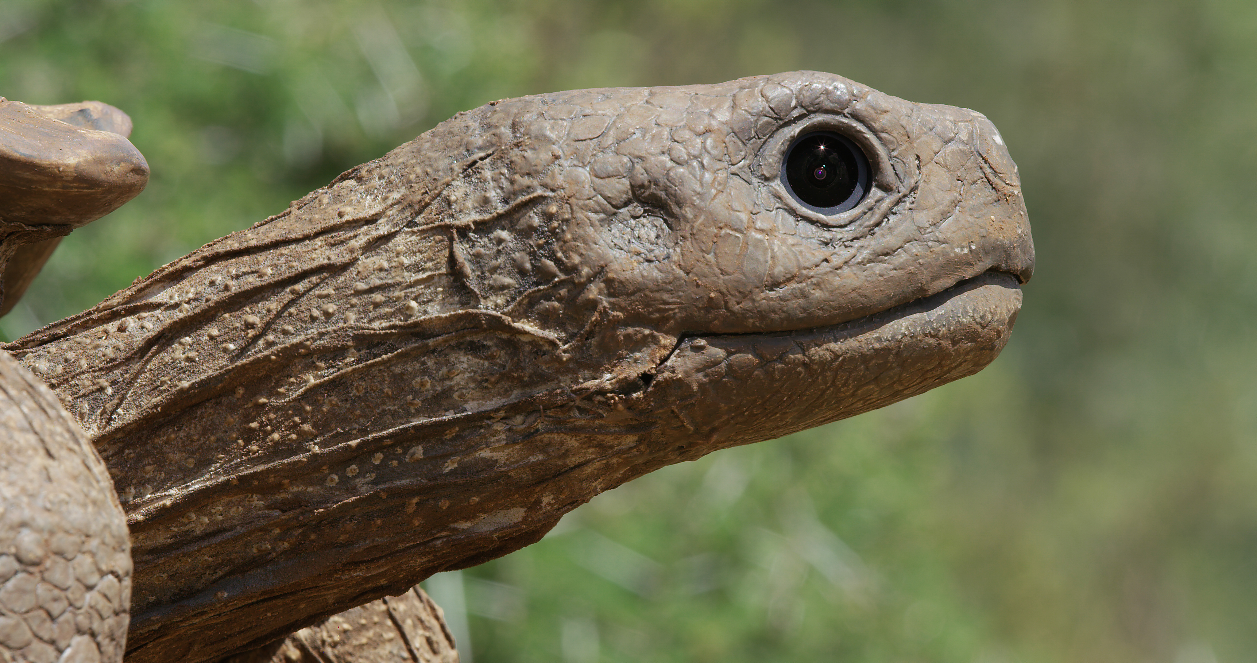 Devil Tortoise Spy in the Wild | About | Nature | PBS