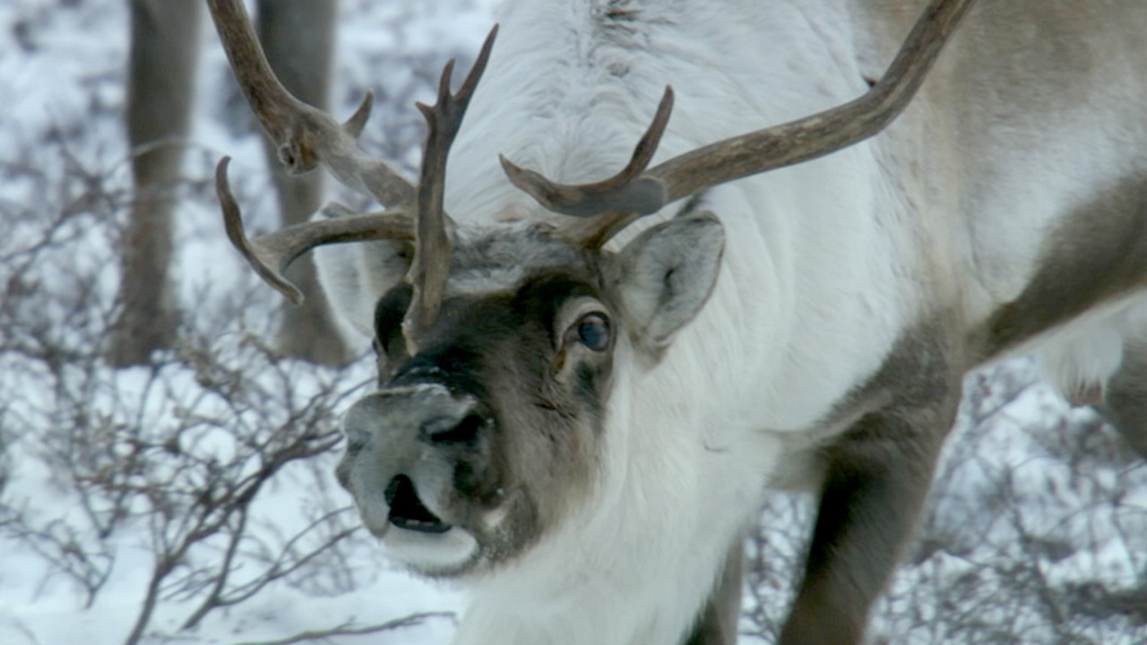 Snowbound: Animals of Winter | Reindeer Noses Really Do Glow Red ...