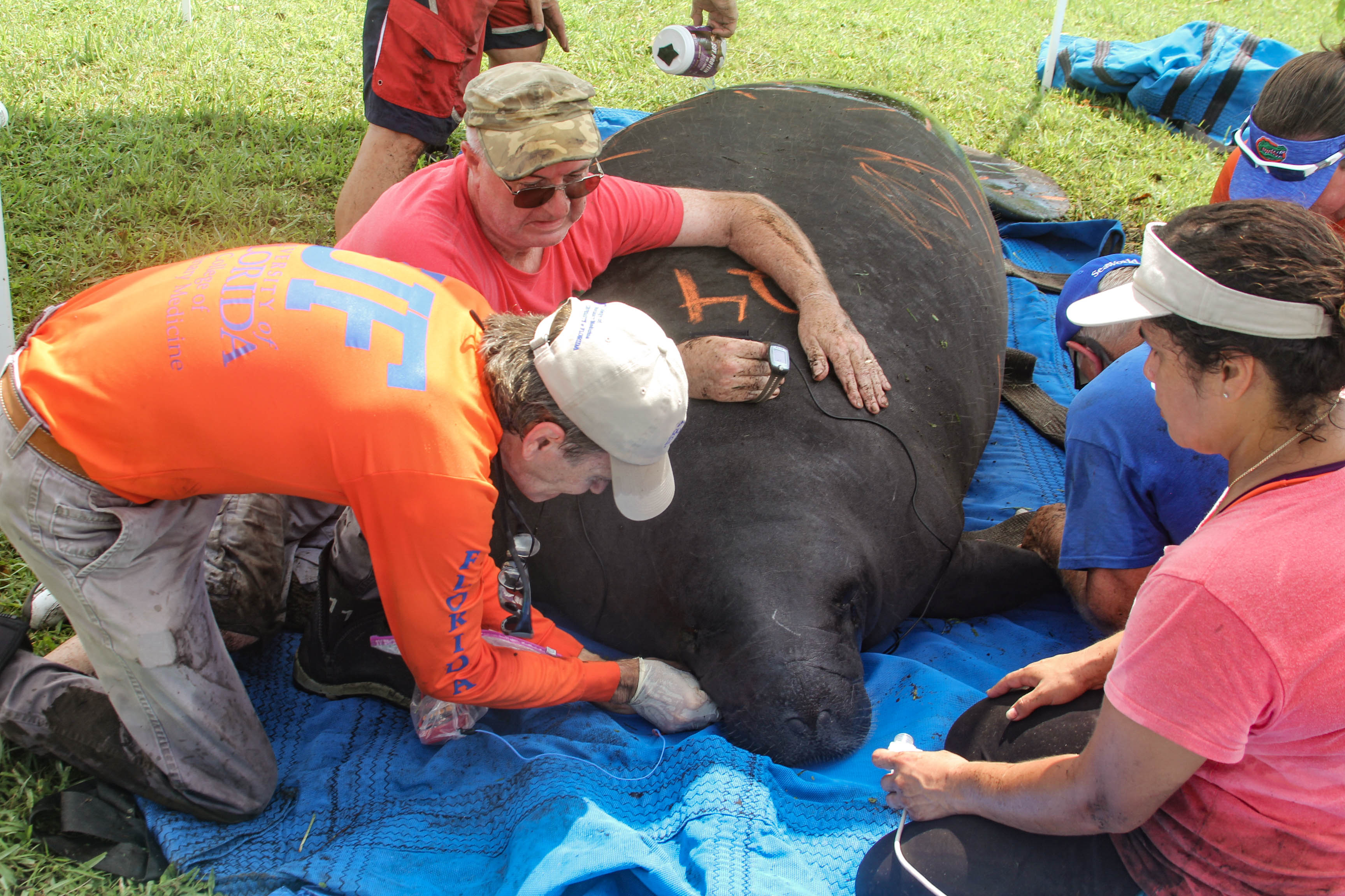 When a Hurricane Hits, Should I Rescue Stranded Animals? | Blog ...