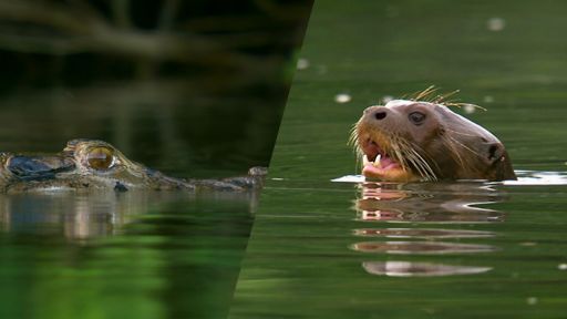 Charlie and the Curious Otters -- Giant River Otters Defeat Large Black Caiman