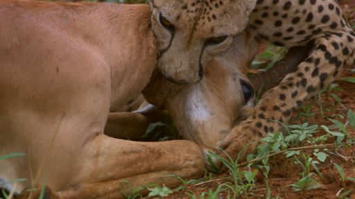 The Cheetah Children -- Cheetah Mom Teaches Cubs to Hunt