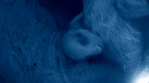 Animals with Cameras | Episode 1 -- Wearable Camera Reveals Newborn Meerkats