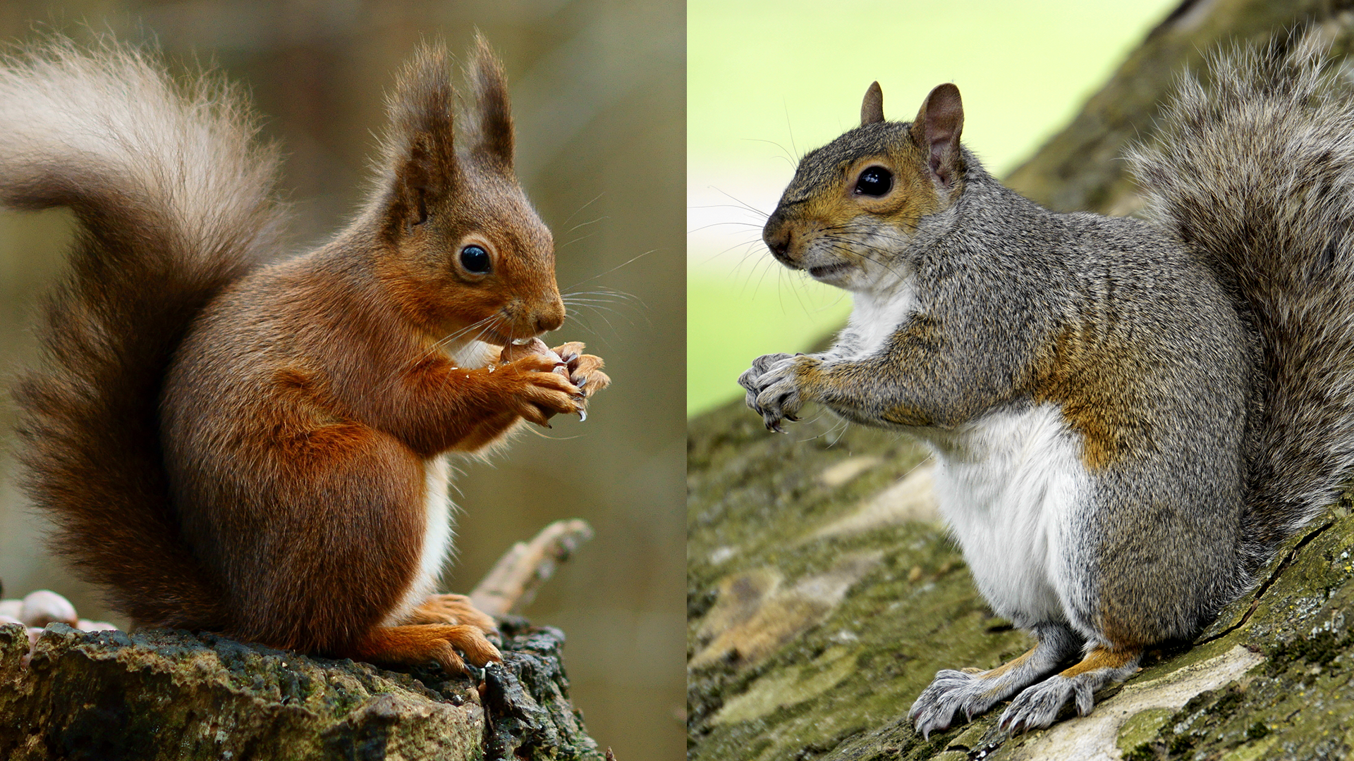 Problem Solving Squirrel Problem-Solving Abilities Help Explain the Grey Squirrel’s Success ...
