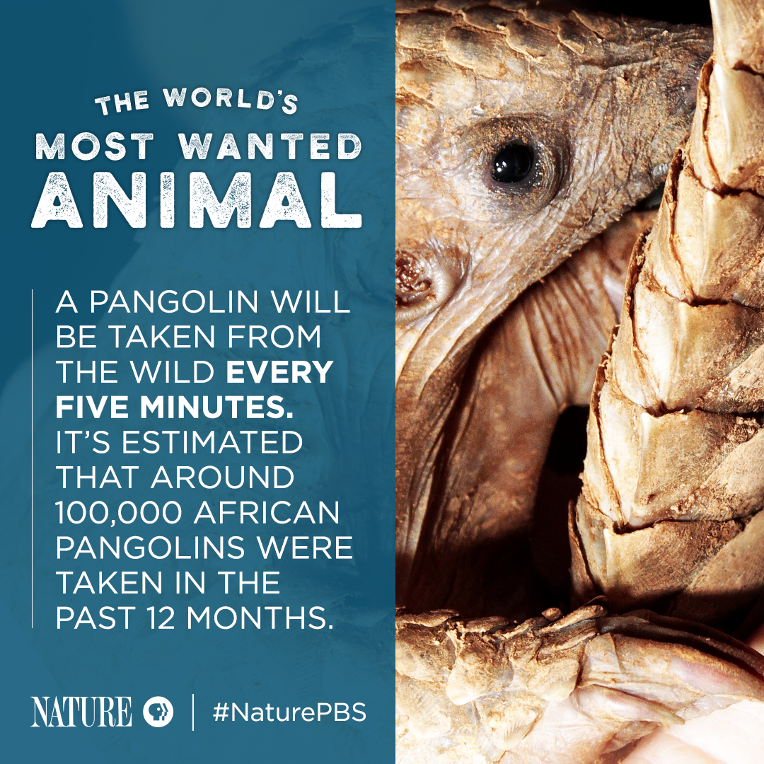 Pangolin Fact Card