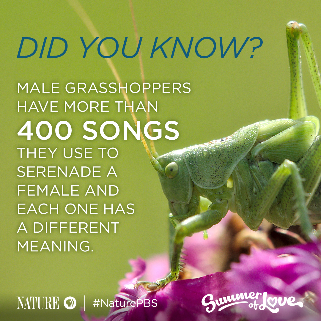 Grasshopper Mating