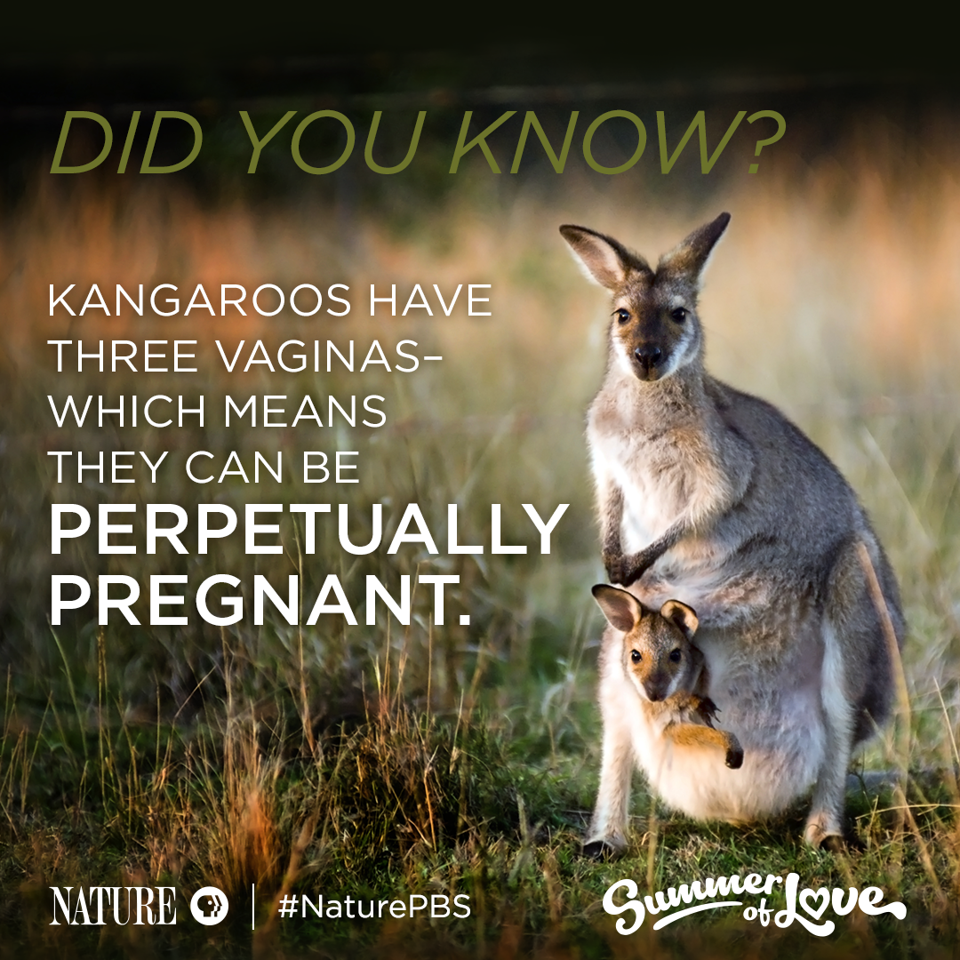 Kangaroo Mating