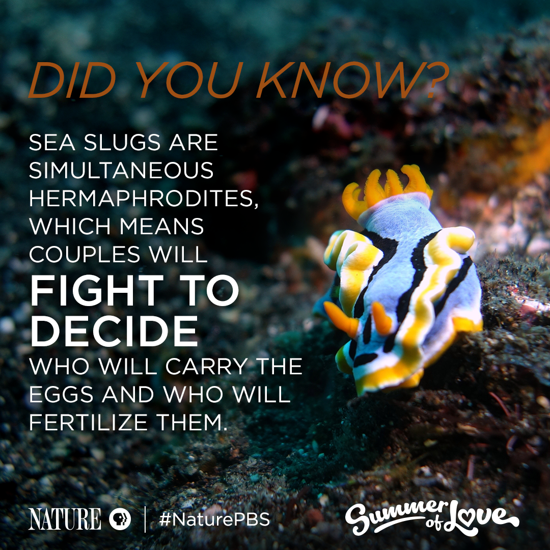 Sea-Slug Mating