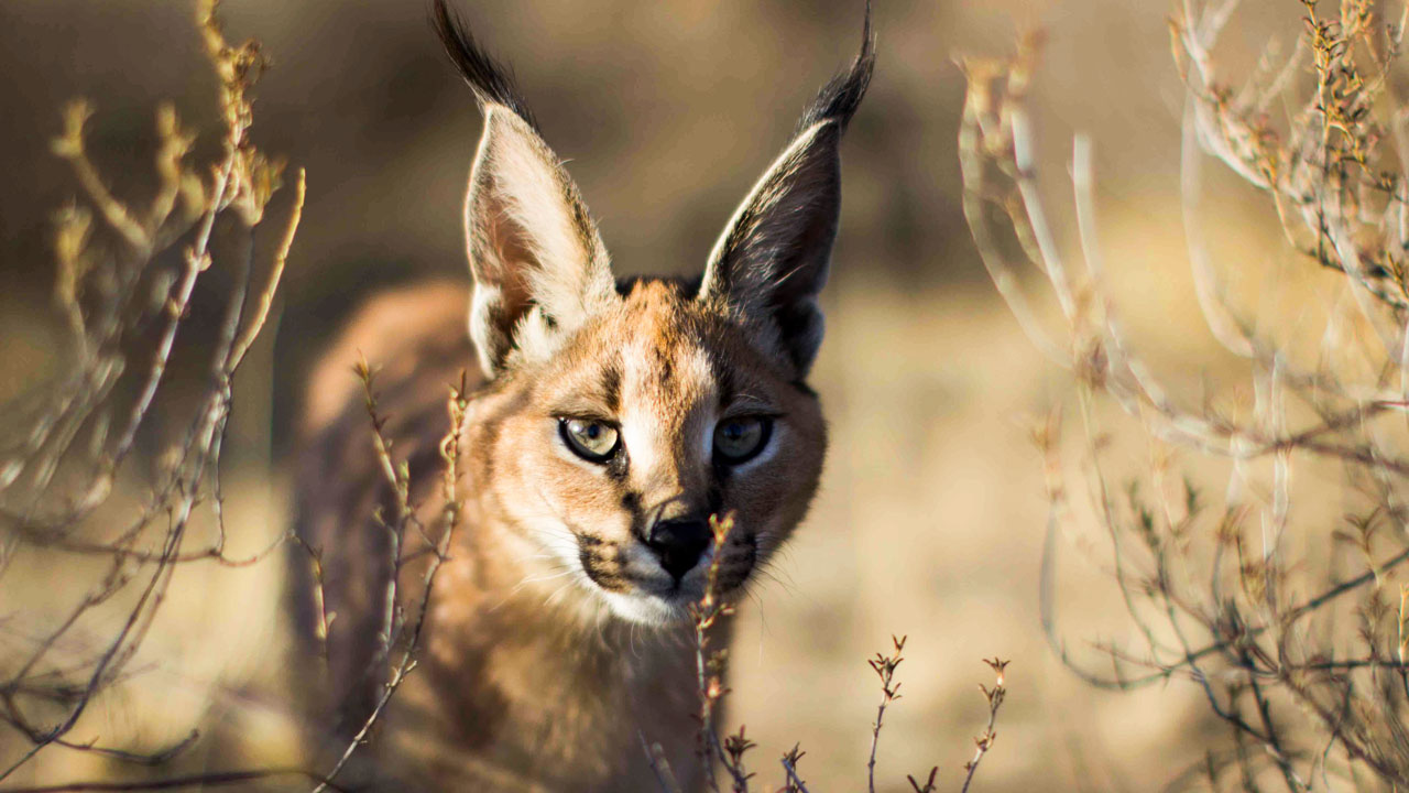 premiere cats love nature