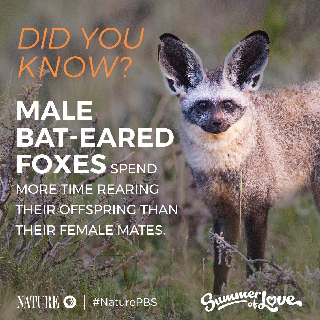 They are some of the most devoted dads in nature.