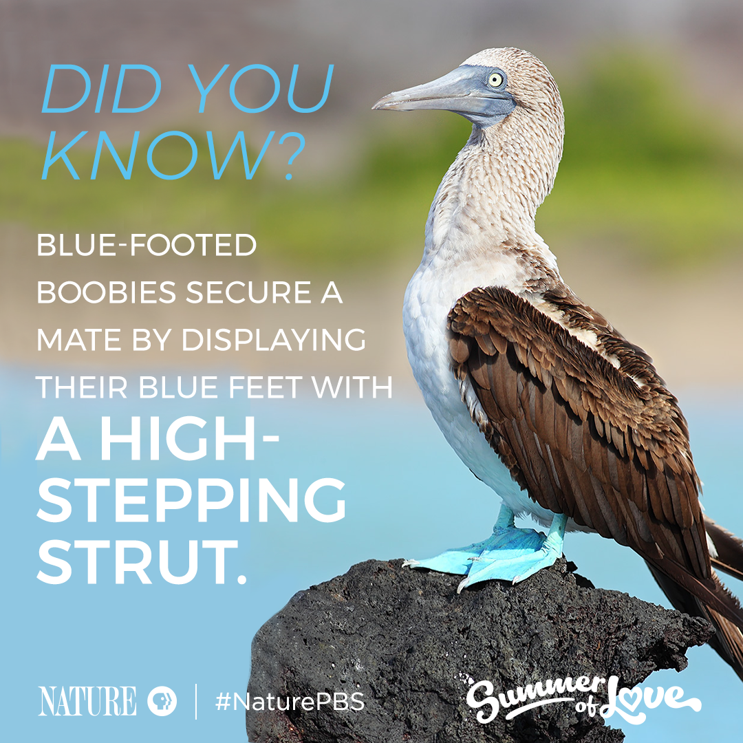 The bluer the feet, the more attractive the mate!