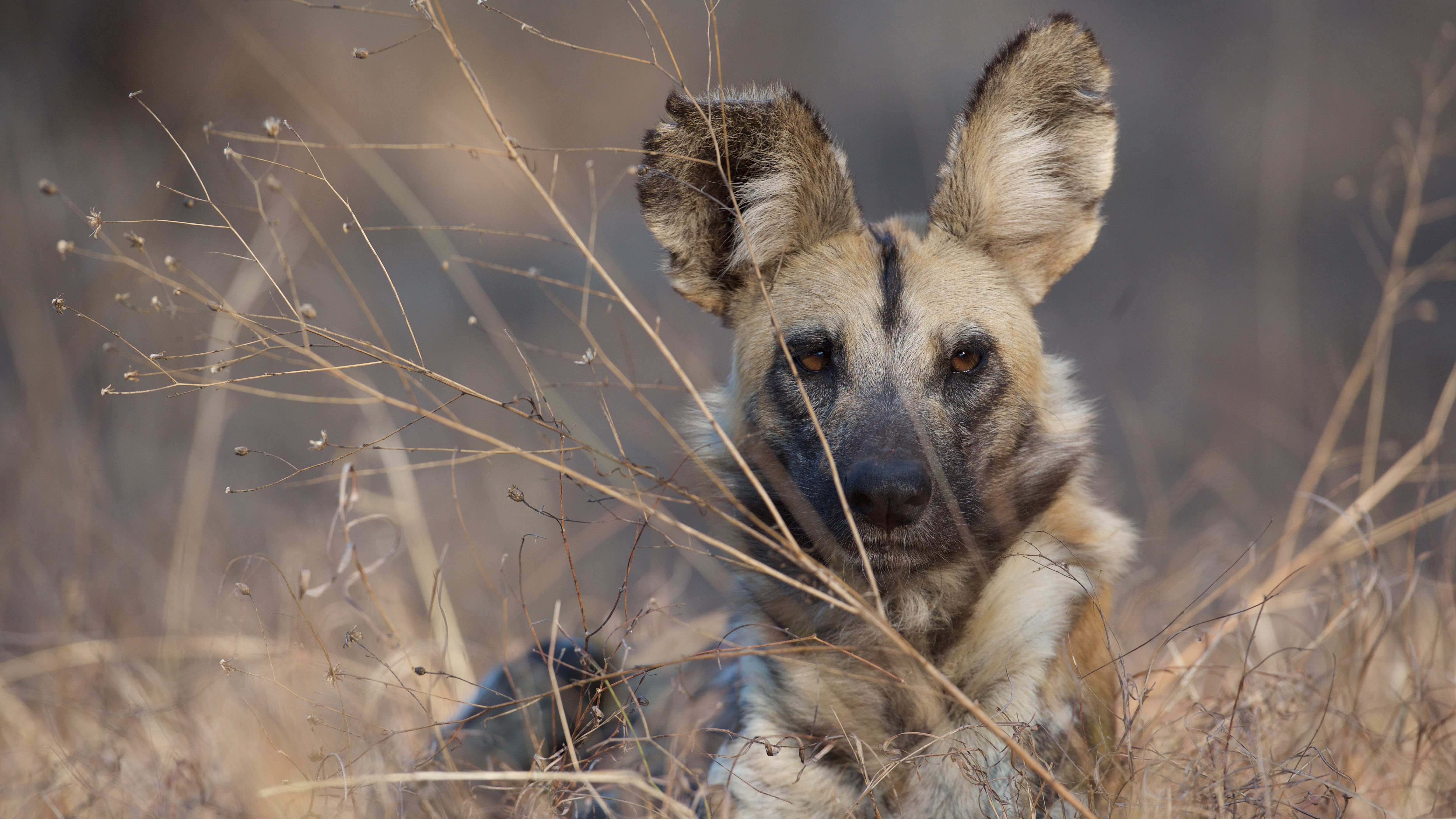 do cheetahs eat african wild dogs