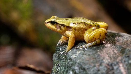 Living Volcanoes -- Meet One of the Rarest Frogs on Earth