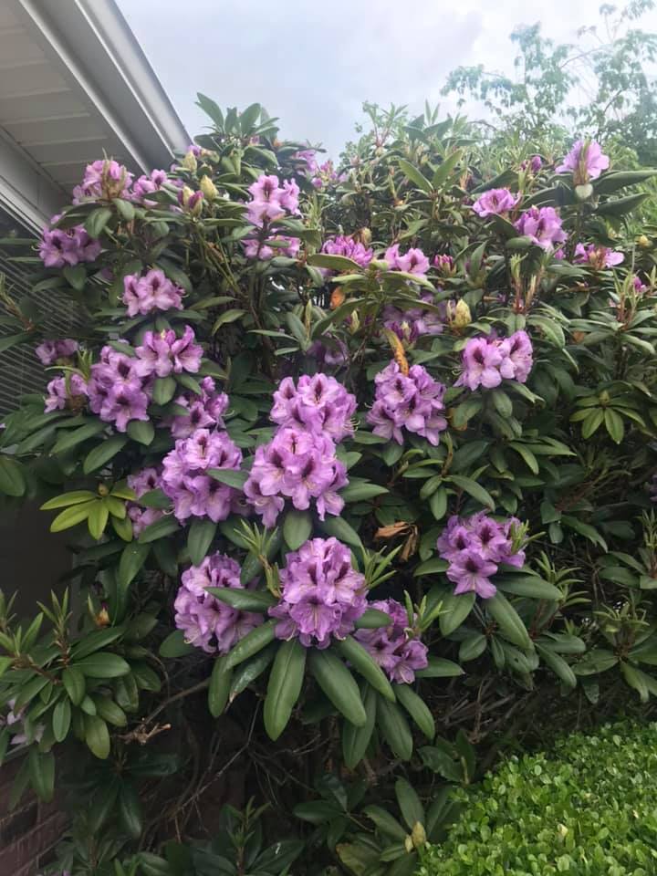 Spring Flowers