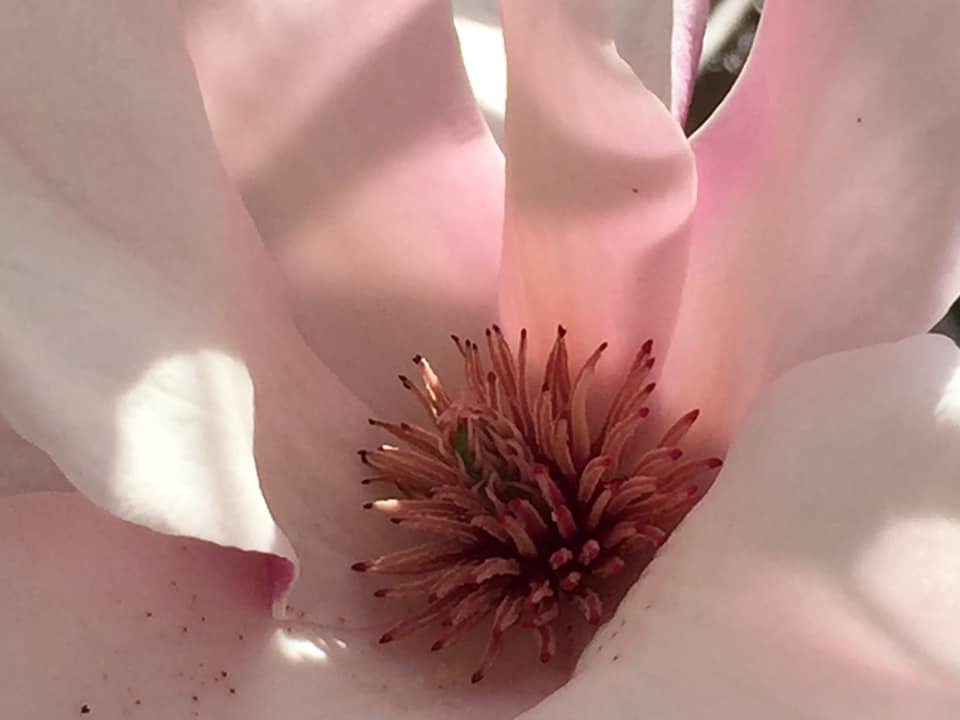 Spring Flowers