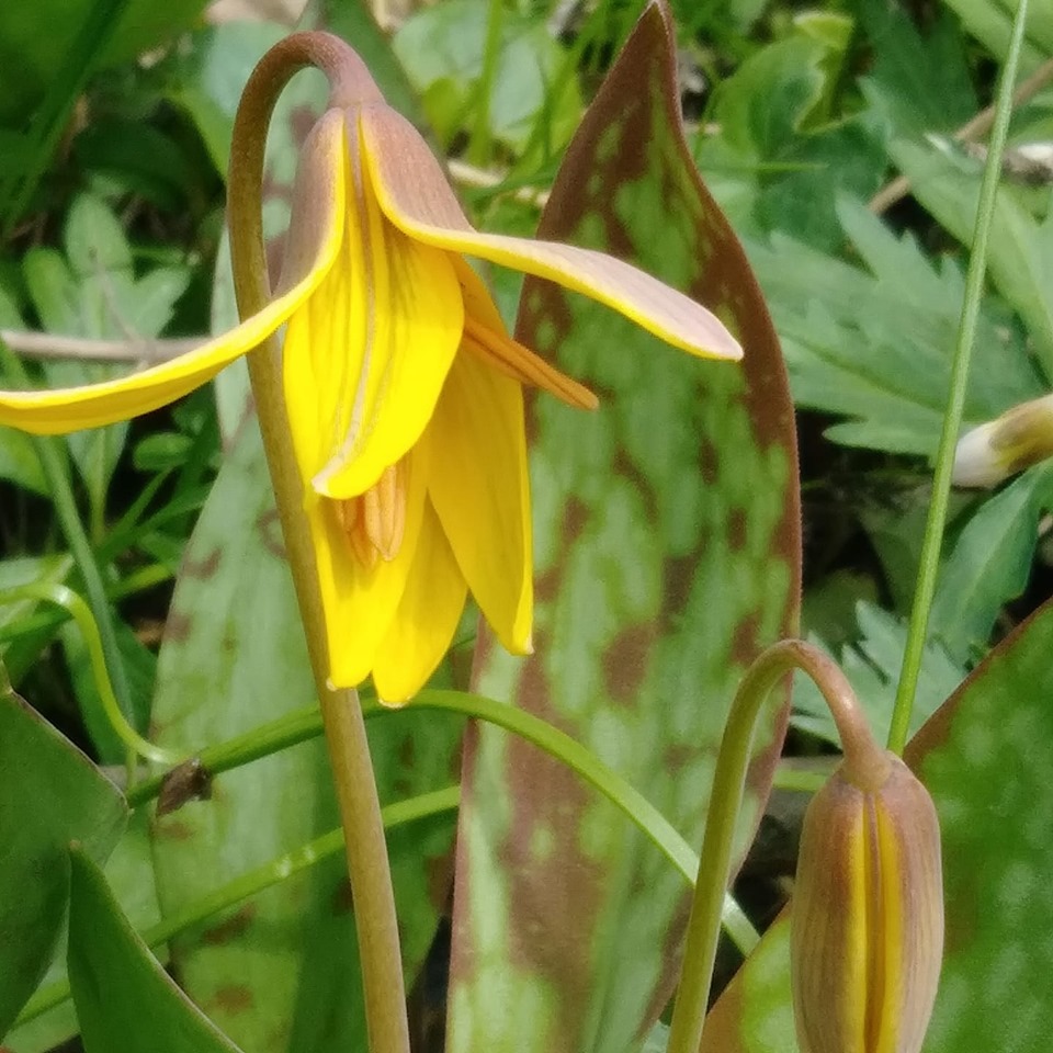Spring Flowers