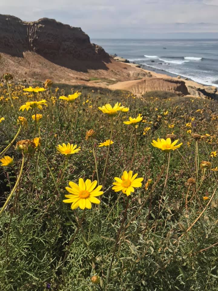 Spring Flowers