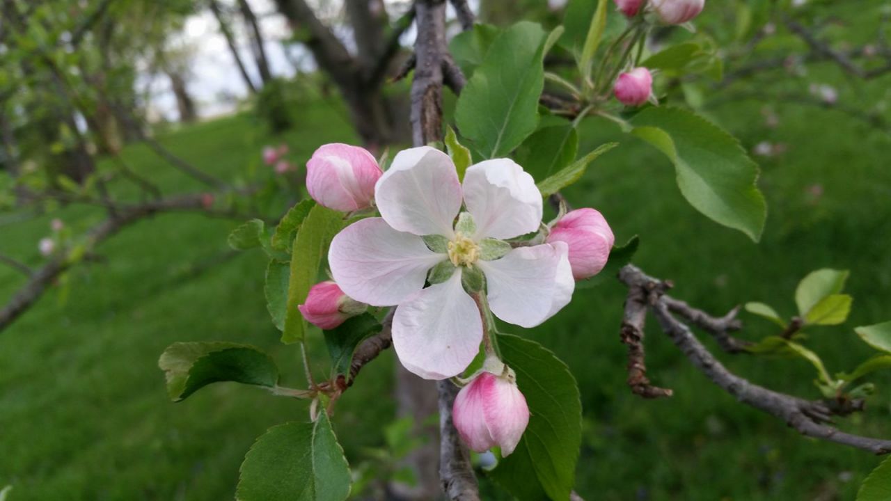 Spring Flowers
