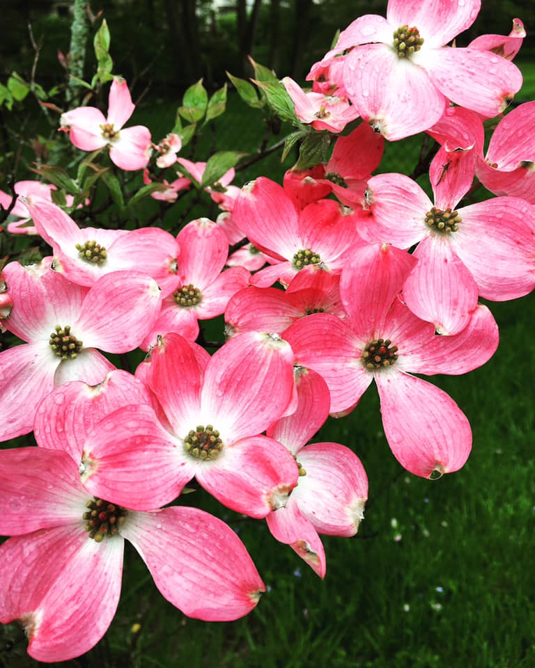 Spring Flowers
