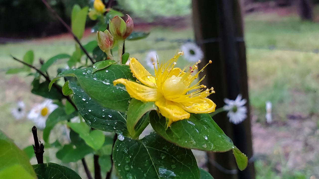 Spring Flowers