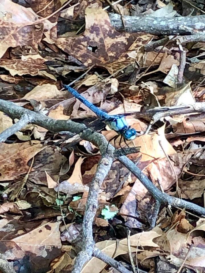 Photo by Beth Sganga Deir - Blue Dragonfly
