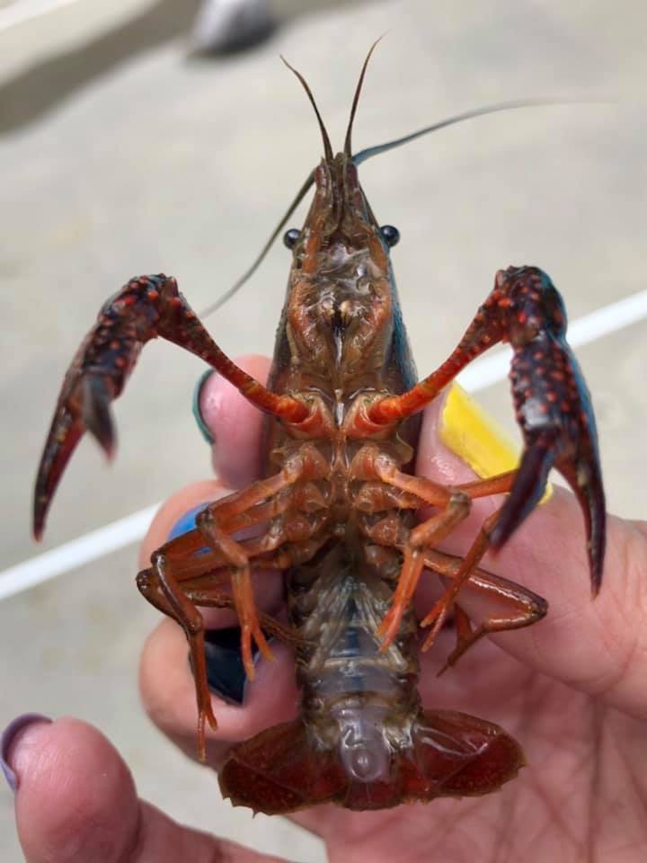 Photo by Beth Sganga Deir - Red Lobster