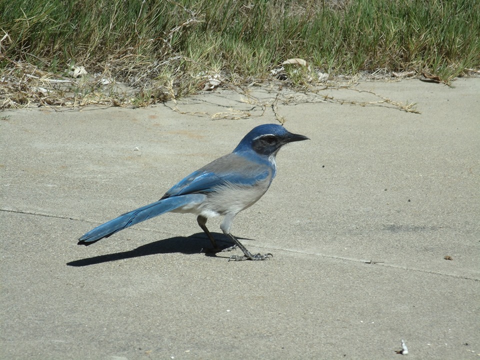 Photo by Elyse McKenna - Western Scrub Jay , California