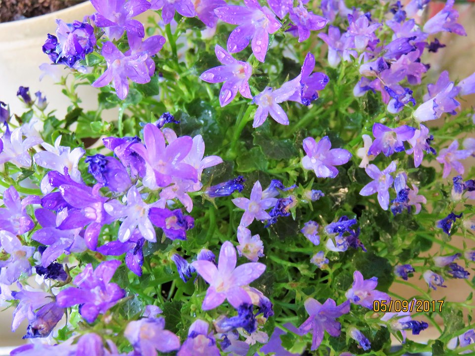 Photo by Emily Boemanns - Blue Flowers