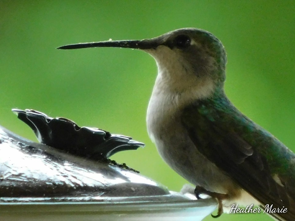 Photo by Heather Marie - Hummingbird