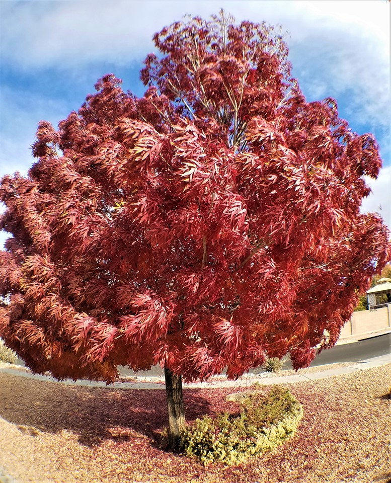 Photo by Janice_Connett - Red Leafed tree flowing in the breeze, Albuquerque, NM