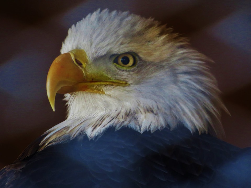 Photo by Leslie A Pardo - Eagle