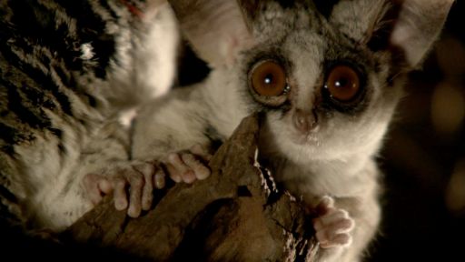 Okavango: River of Dreams - Episode 2: Limbo -- Bushbaby Snacks on Insects