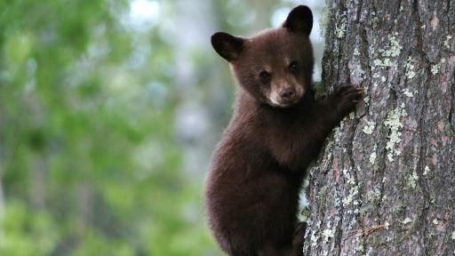 Bears -- Black Bear Cubs Practice Climbing