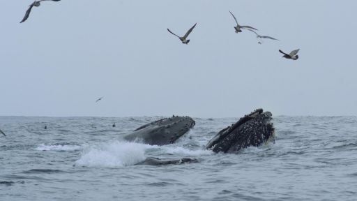 The Whale Detective -- Watch A Team of Heroes Save an Entangled Whale