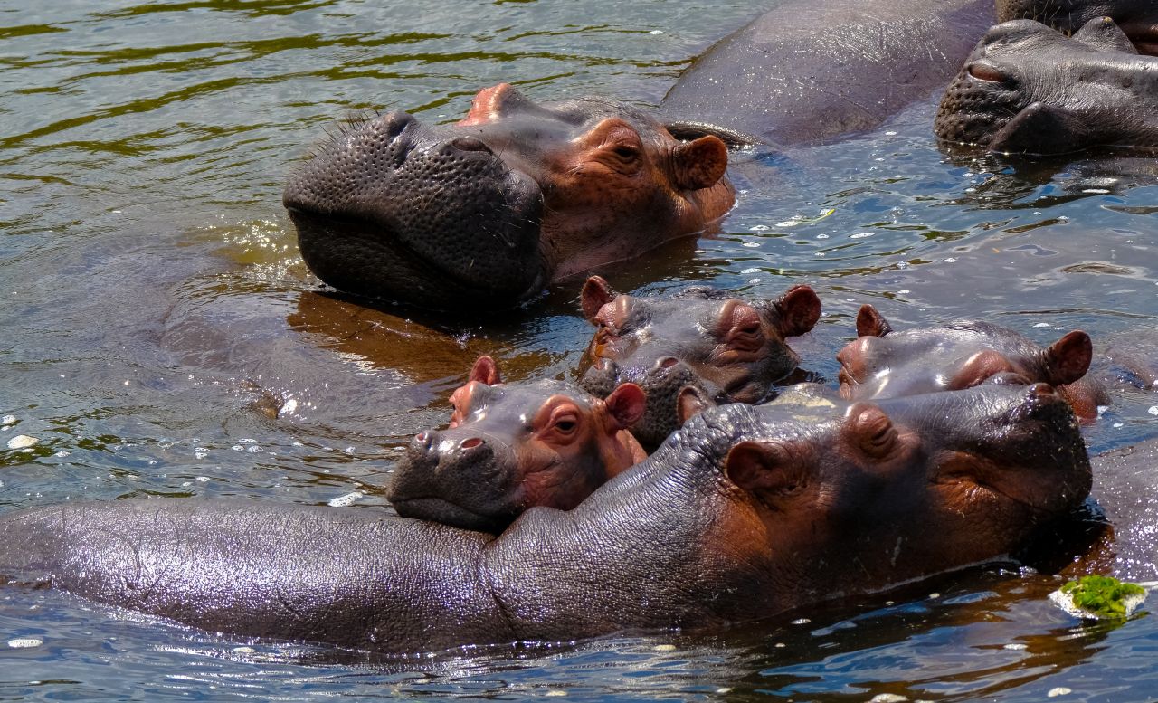 Good NATURE: Hippos | Blog | Nature | PBS