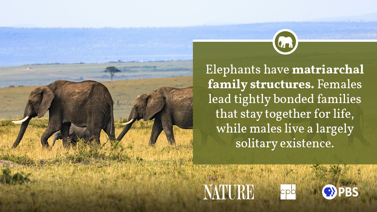 Elephant Fact Sheet Blog Nature PBS