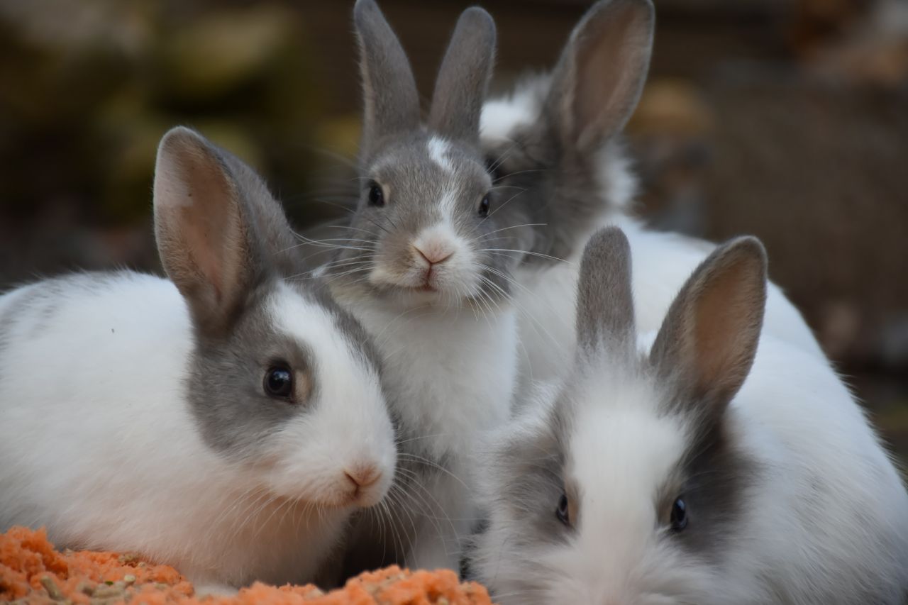rabbit rescue north west