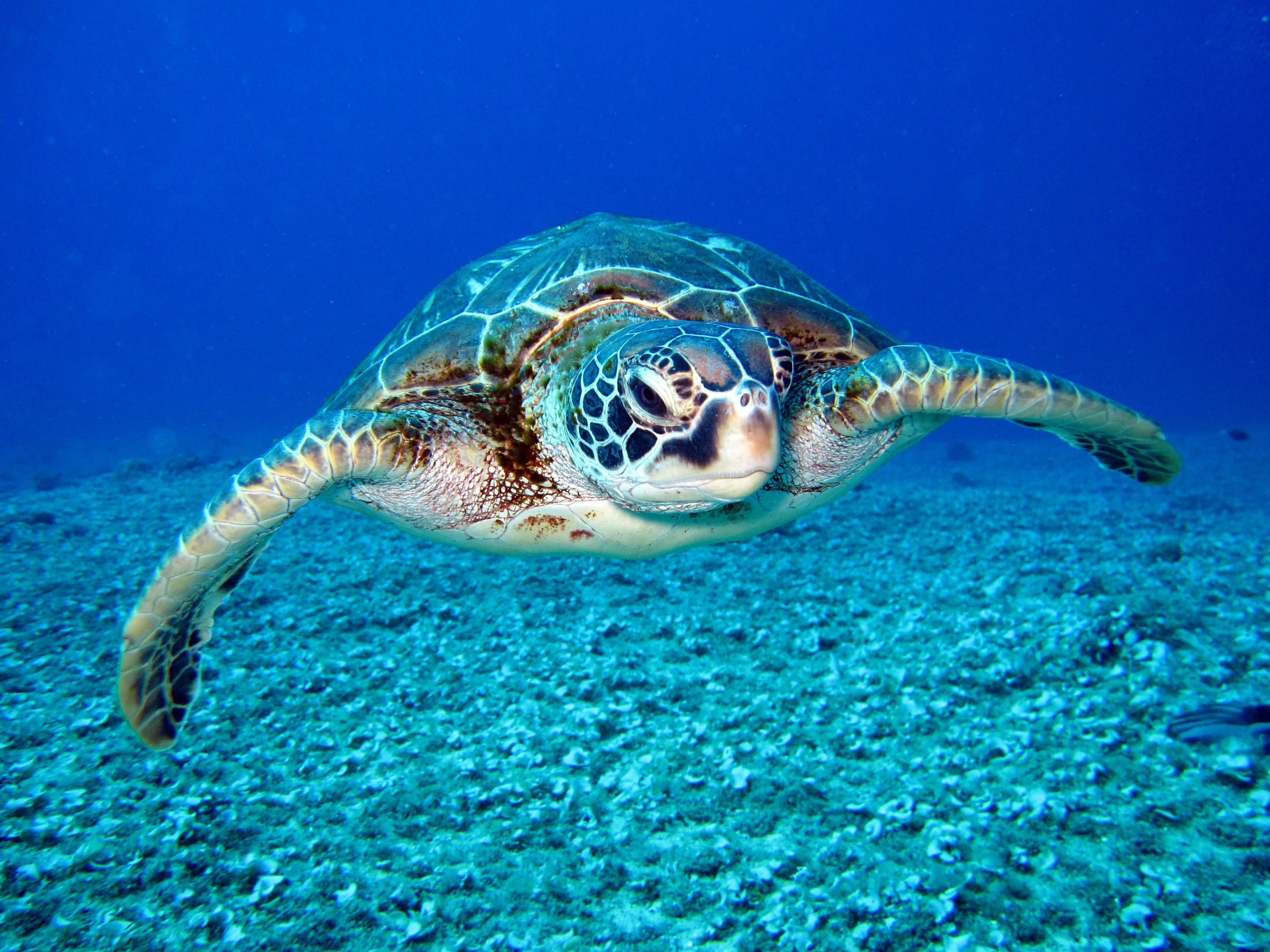 Sea Turtle Fact Sheet Blog Nature PBS