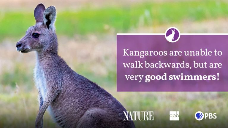 Kangaroo Fact Sheet | Blog | Nature | PBS