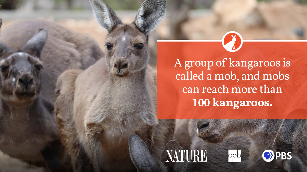 Kangaroo Fact Sheet | Blog | Nature | PBS | Carlos Ramirez