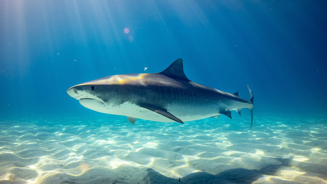 Shark Fact Sheet Blog Nature PBS
