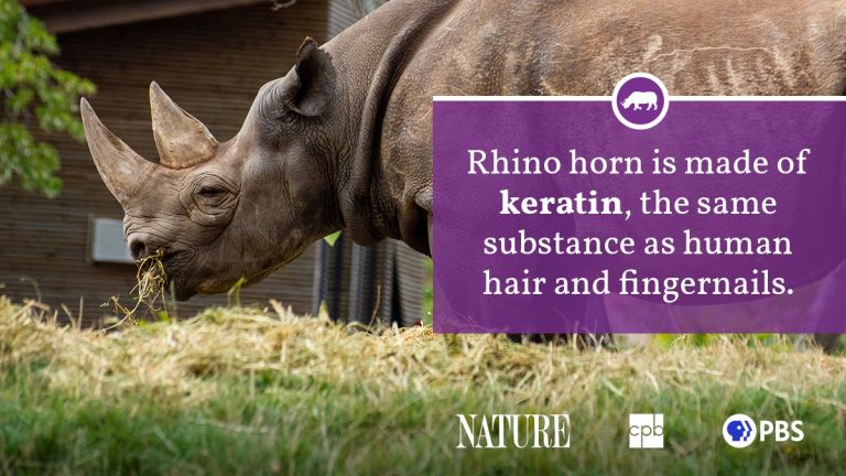 Rhinoceros Fact Sheet | Blog | Nature | PBS