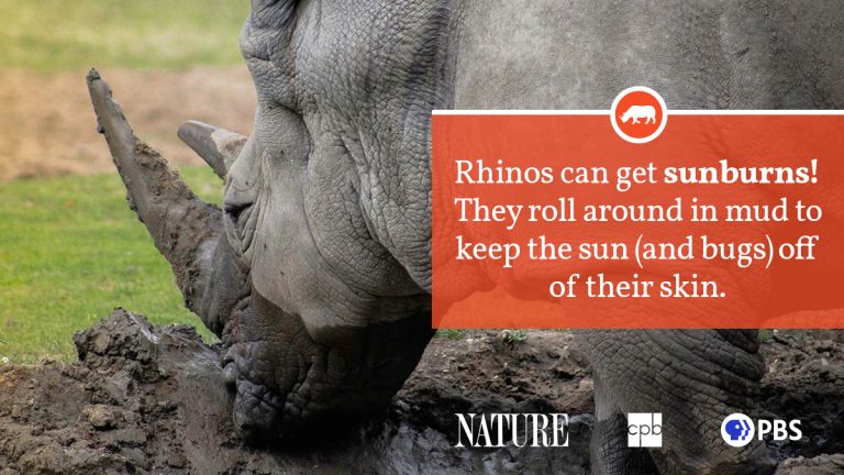 Rhinoceros Fact Sheet | Blog | Nature | PBS