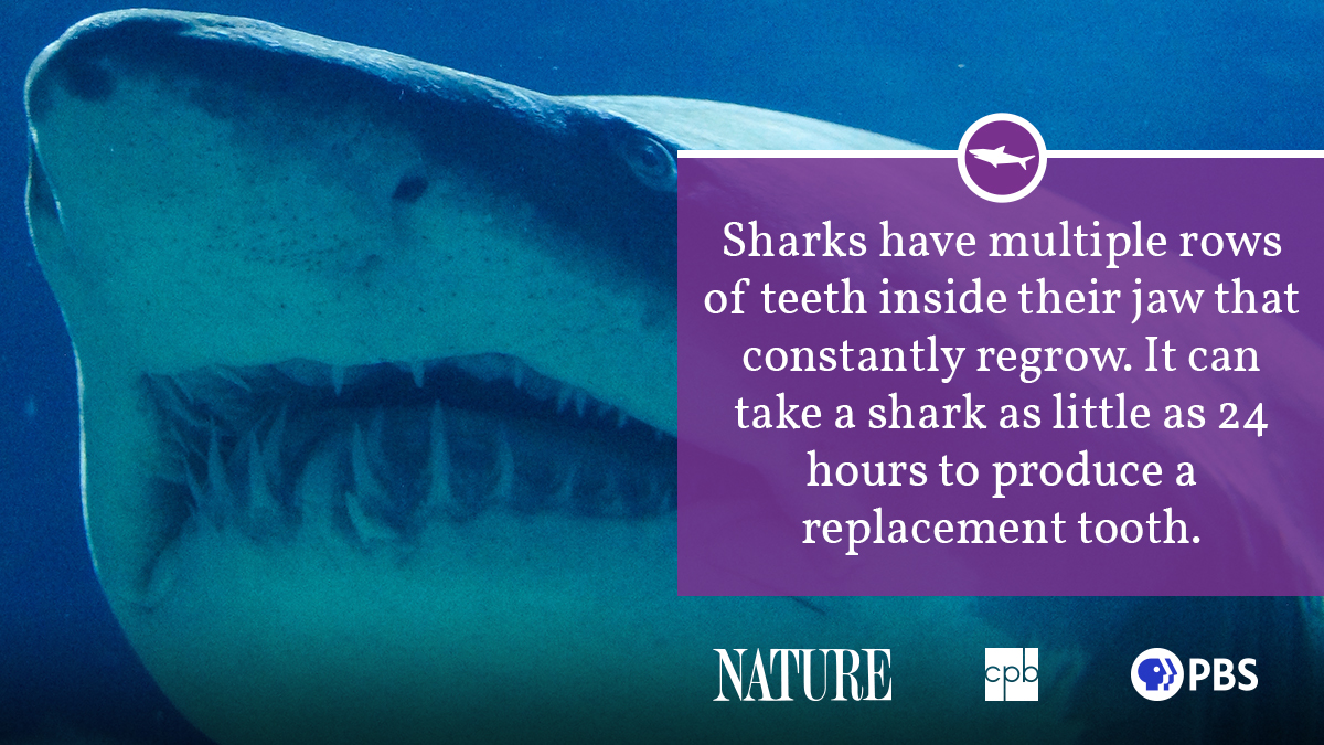 Shark Fact Sheet, Blog, Nature