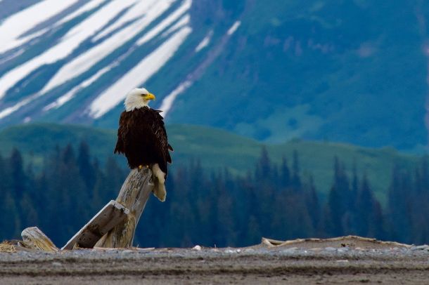 Bald Eagle Fact Sheet Blog Nature PBS