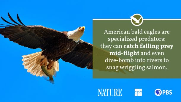 Bald Eagle Endangered Facts Bald Eagle The Ultimate Endangered Bald Eagle Endangered Facts Bald Eagle The Ultimate Endangered