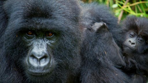 Secrets of Survival | Primates -- Alpha Gorilla is Dad of the Year